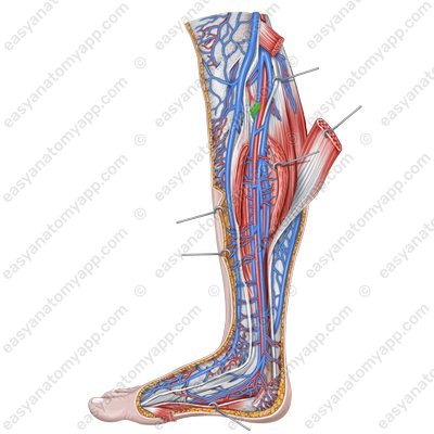 Anterior tibial veins (vv. tibiales anteriores) – with the arteries of the same name